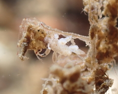 Eubranchus rupium