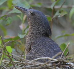Zebrilus undulatus