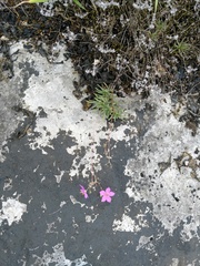 Phemeranthus calcaricus