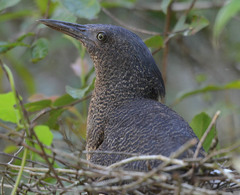 Zebrilus undulatus