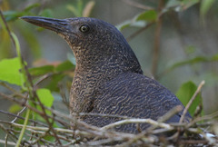 Zebrilus undulatus
