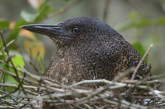 Zebrilus undulatus
