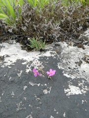 Phemeranthus calcaricus