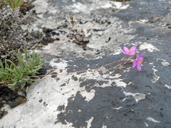 Phemeranthus calcaricus