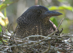Zebrilus undulatus