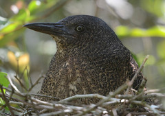 Zebrilus undulatus