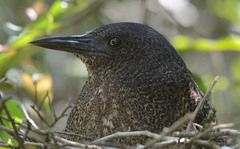 Zebrilus undulatus