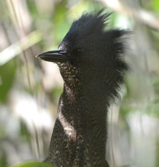 Zebrilus undulatus