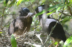 Zebrilus undulatus