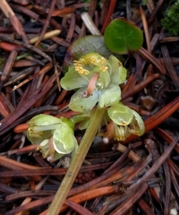 Pyrola chlorantha