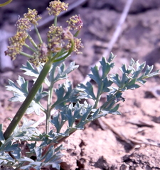 Cymopterus purpureus