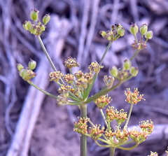 Cymopterus purpureus