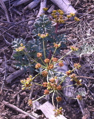 Cymopterus purpureus