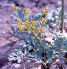 Cymopterus purpureus