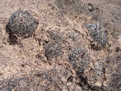 Echinofossulocactus phyllacanthus