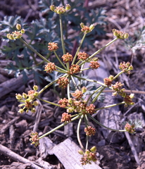 Cymopterus purpureus