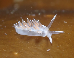 Coryphellidae