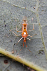 Hyaliodes