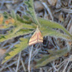 Microtheoris vibicalis
