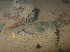 Glossogobius