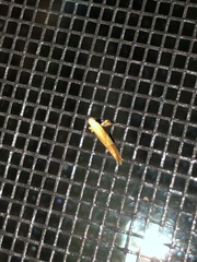 Caloptilia packardella