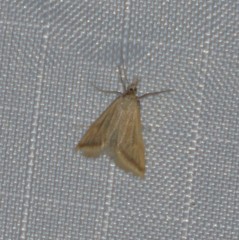 Microtheoris ophionalis