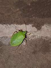 Chlorocoris distinctus