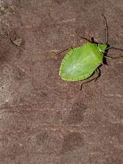 Chlorocoris distinctus