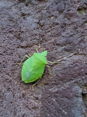 Chlorocoris distinctus