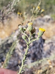 Erigeron biolettii