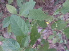 Capsicum rhomboideum