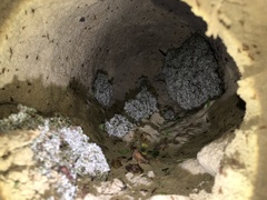 Leucoagaricus gongylophorus