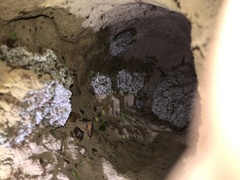 Leucoagaricus gongylophorus