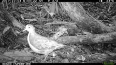 Gallicolumba rufigula