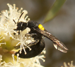 Hylaeus rotundiceps