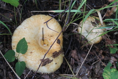 Lactarius resimus