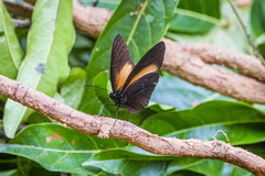 Euploea wallacei