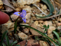 Moraea mediterranea