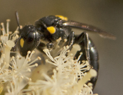 Hylaeus rotundiceps