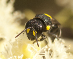 Hylaeus rotundiceps