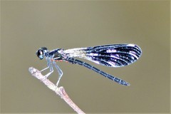 Aristocypha fenestrella