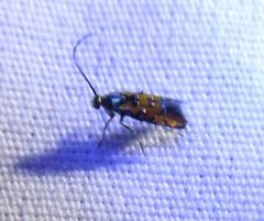 Neoheliodines hodgesi