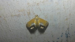 Nymphicula trimacula