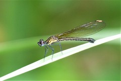 Aristocypha fenestrella