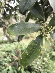 Daphnopsis
