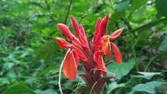 Aphelandra molinae