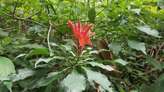 Aphelandra molinae
