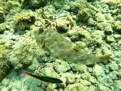 Sphoeroides lobatus