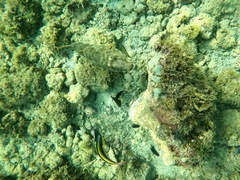 Sphoeroides lobatus