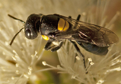 Hylaeus rotundiceps